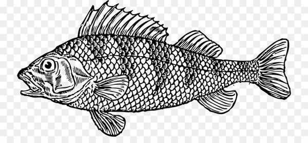 Векторная картинка вобла логотип