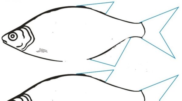 Сазан контур