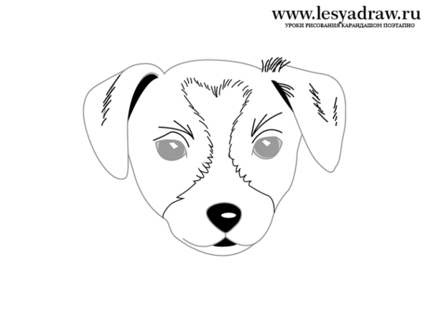 Мордочка собаки для срисовки