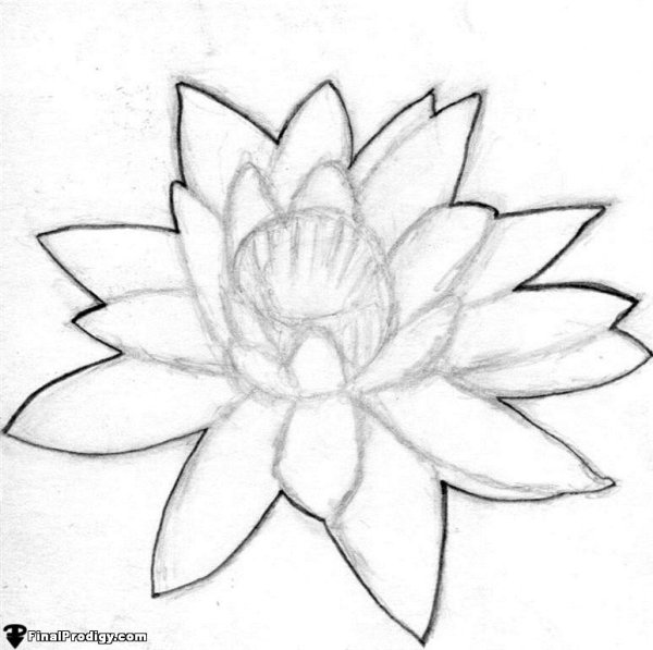 Лотос цветок карандашом