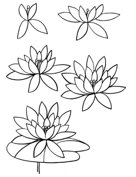 Лотос рисунок карандашом для детей
