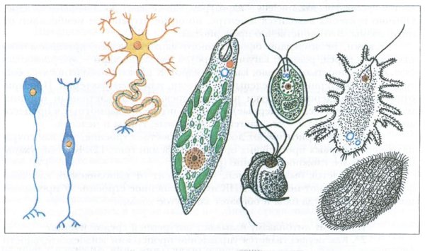 Эукариотические одноклеточные микроорганизмы
