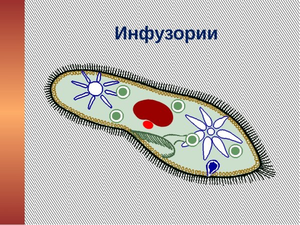 Одноклеточные организмы инфузория туфелька
