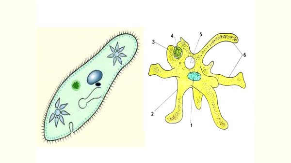 Строение клетки Amoeba Proteus