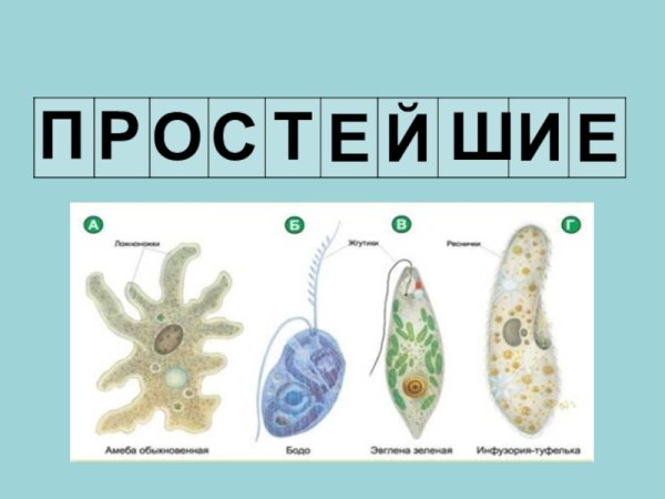 Простейшие биология