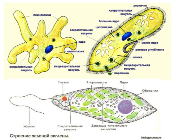Строение инфузории эвглены зеленой