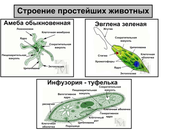 Одноклеточные животные 5 класс биология