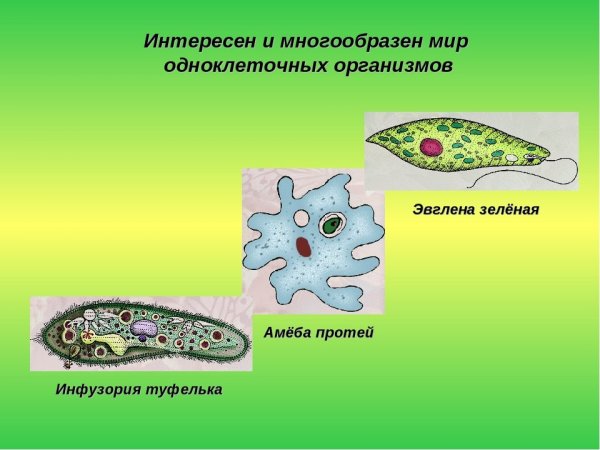 Амёба обыкновенная пищеварительная вакуоль