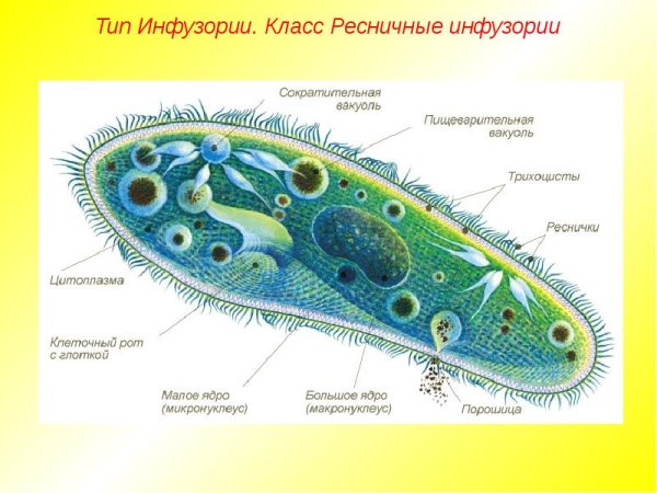 Строение клетки инфузории туфельки