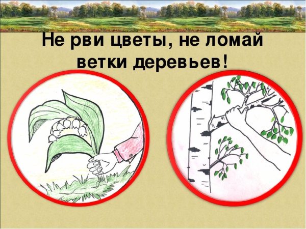 Плакат в защиту первоцветов