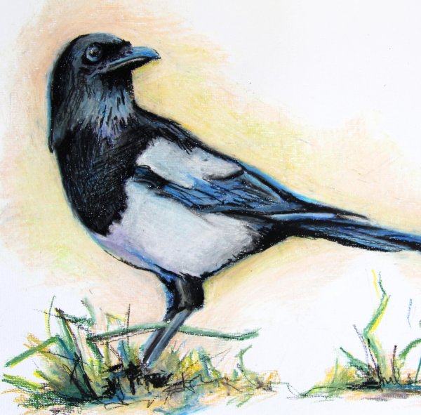 Сорока пастелью