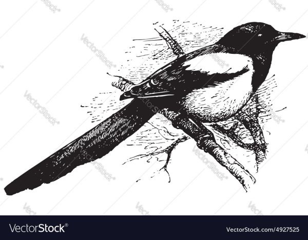 Сорока нарисованная чёрно белые