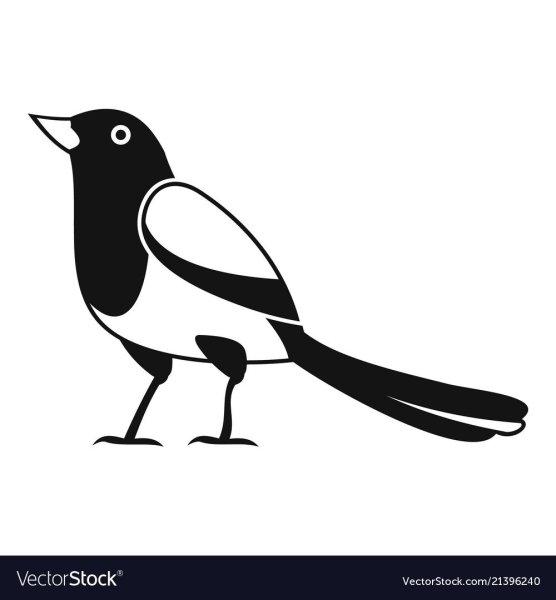 Сорока рисунок карандашом