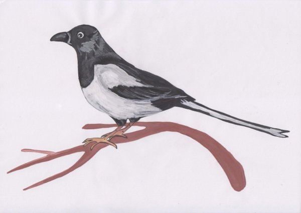 Нарисовать сороку