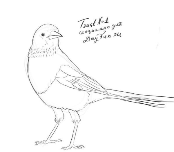 Сорока рисунок поэтапно