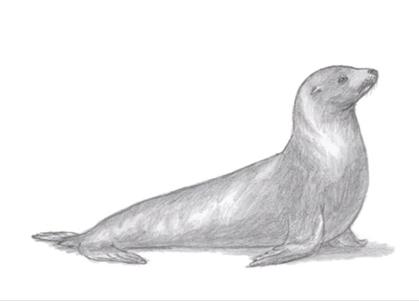 Морской котик карандашом