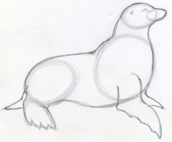 Поэтапное рисование нерпы