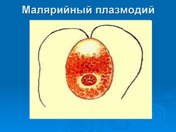 Простейшие малярийный плазмодий строение