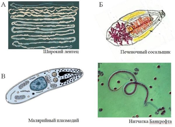 Малярийный плазмодий питается