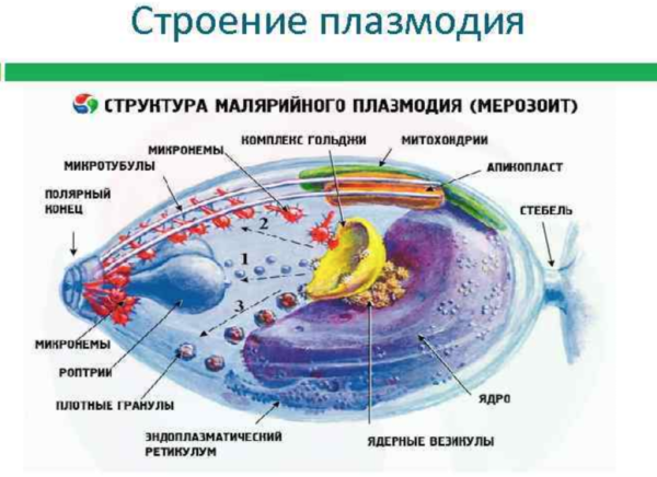 Малярийный плазмодий строение