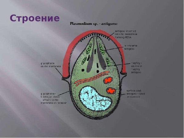 Малярийный плазмодий строение