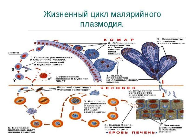 Малярийный плазмодий Тип