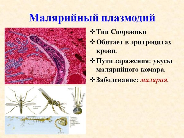 Цикл развития малярийного плазмодия