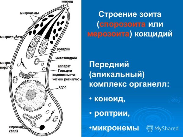 Жизненный цикл малярийного плазмодия схема ЕГЭ