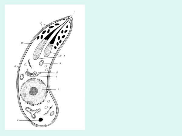 Жизненный цикл малярийного плазмодия