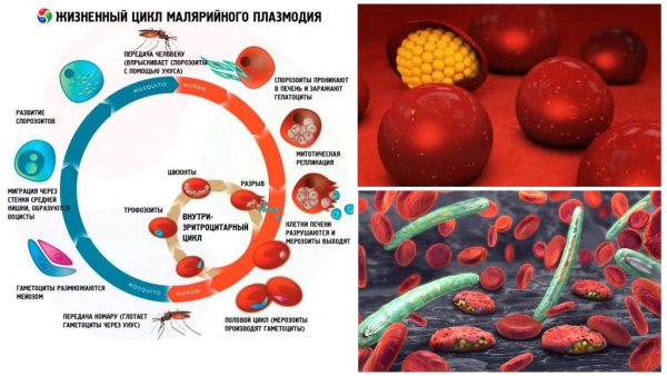 Схема заражения малярийного плазмодия
