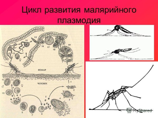 Тип Споровики малярийный плазмодий