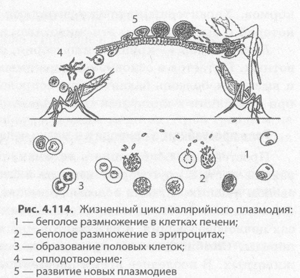 Малярийный комар строение