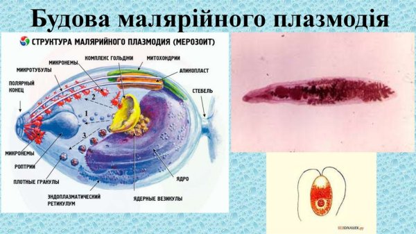 Размножение малярийного плазмодия