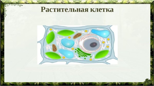 Строение животной клетки чб