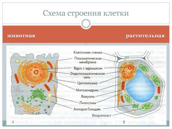 Строение живой клетки