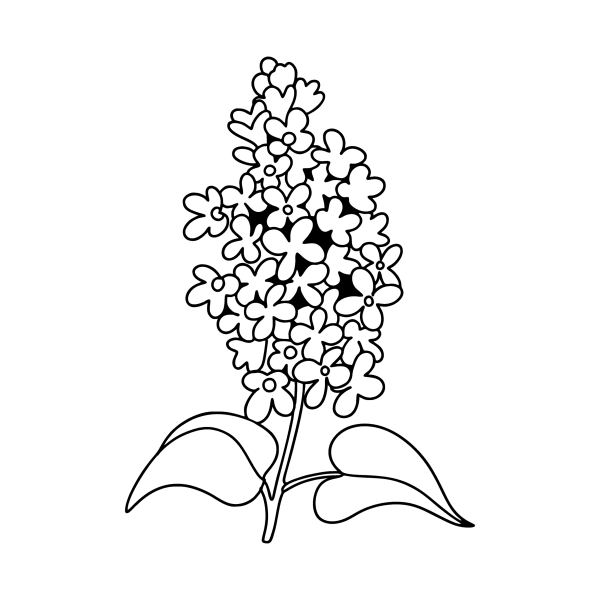 Ветка сирени раскраска для детей