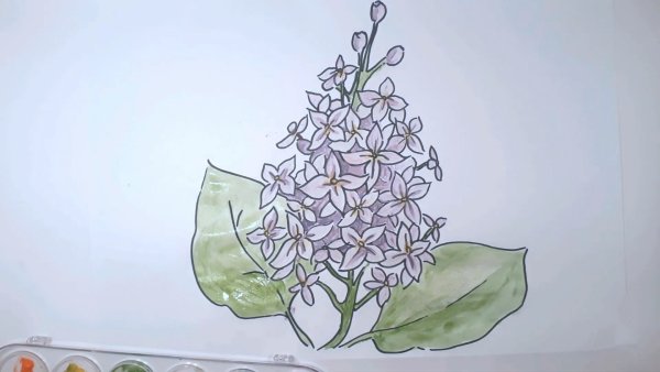 Сирень карандашом