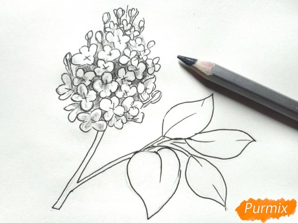 Сирень референс