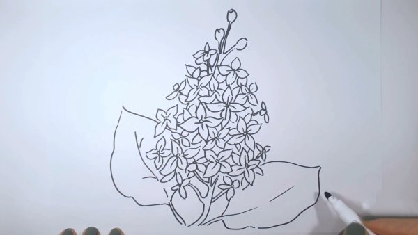 Нарисовать сирень