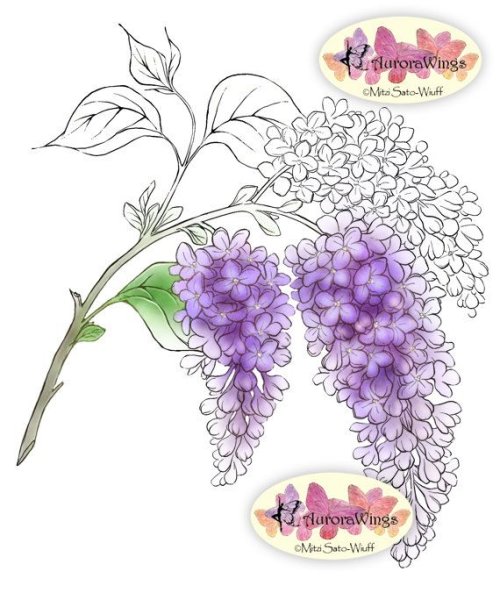 Ветка сирени рисунок акварелью