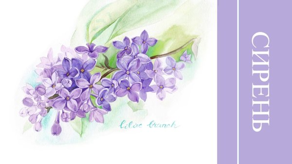 Цветы зарисовки карандашом