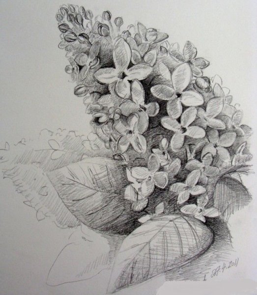 Сирень карандашом