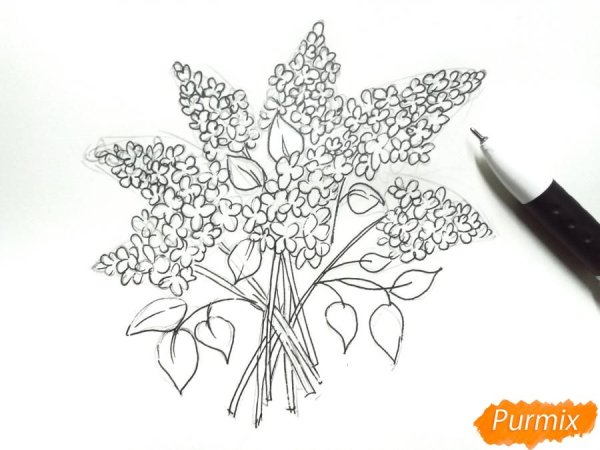 Букет сирени карандашом