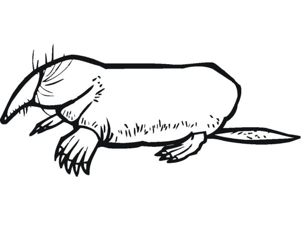 Крот рисунок