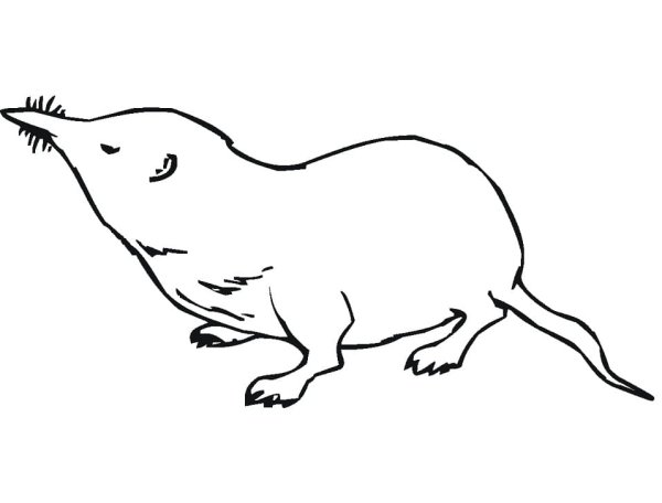 Крот раскраска