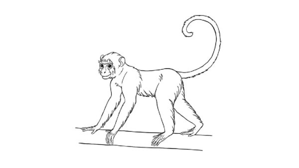 Рисуем обезьянку