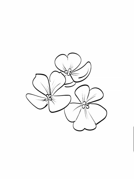 Фиалка раскраска