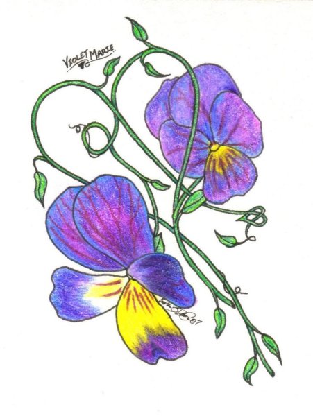 Анютины глазки эскиз