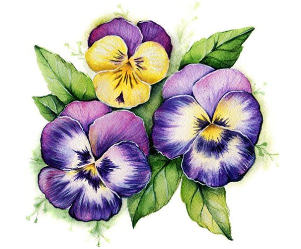 Раскраски Анютины глазки цветы