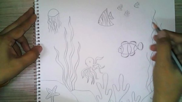 Кораллы раскраска